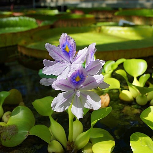 Water Hyacinth (Eichhornia crassipes) 1Water Hyacinth (Eichhornia crassipes)