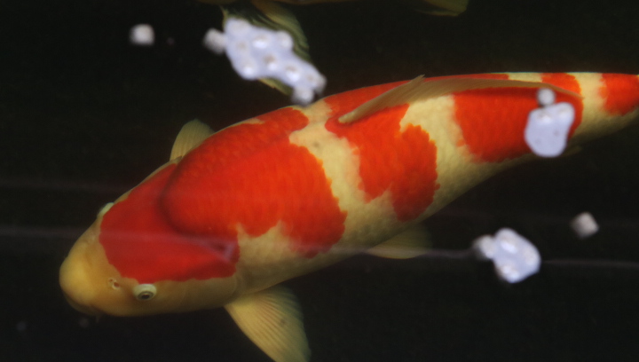 koi-fish