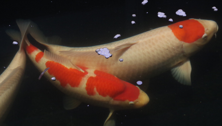 koi-fish