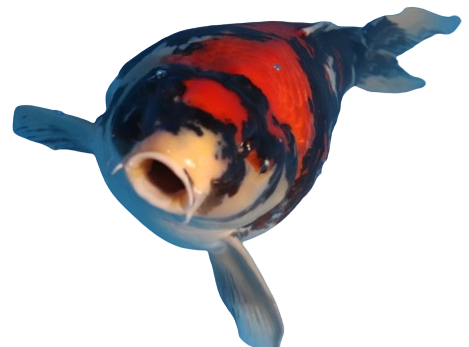 koi fish