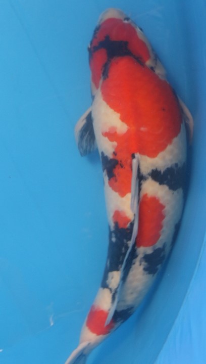 koi fish