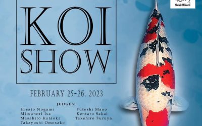 Philippine National Koi Show Marks 10th Anniversary