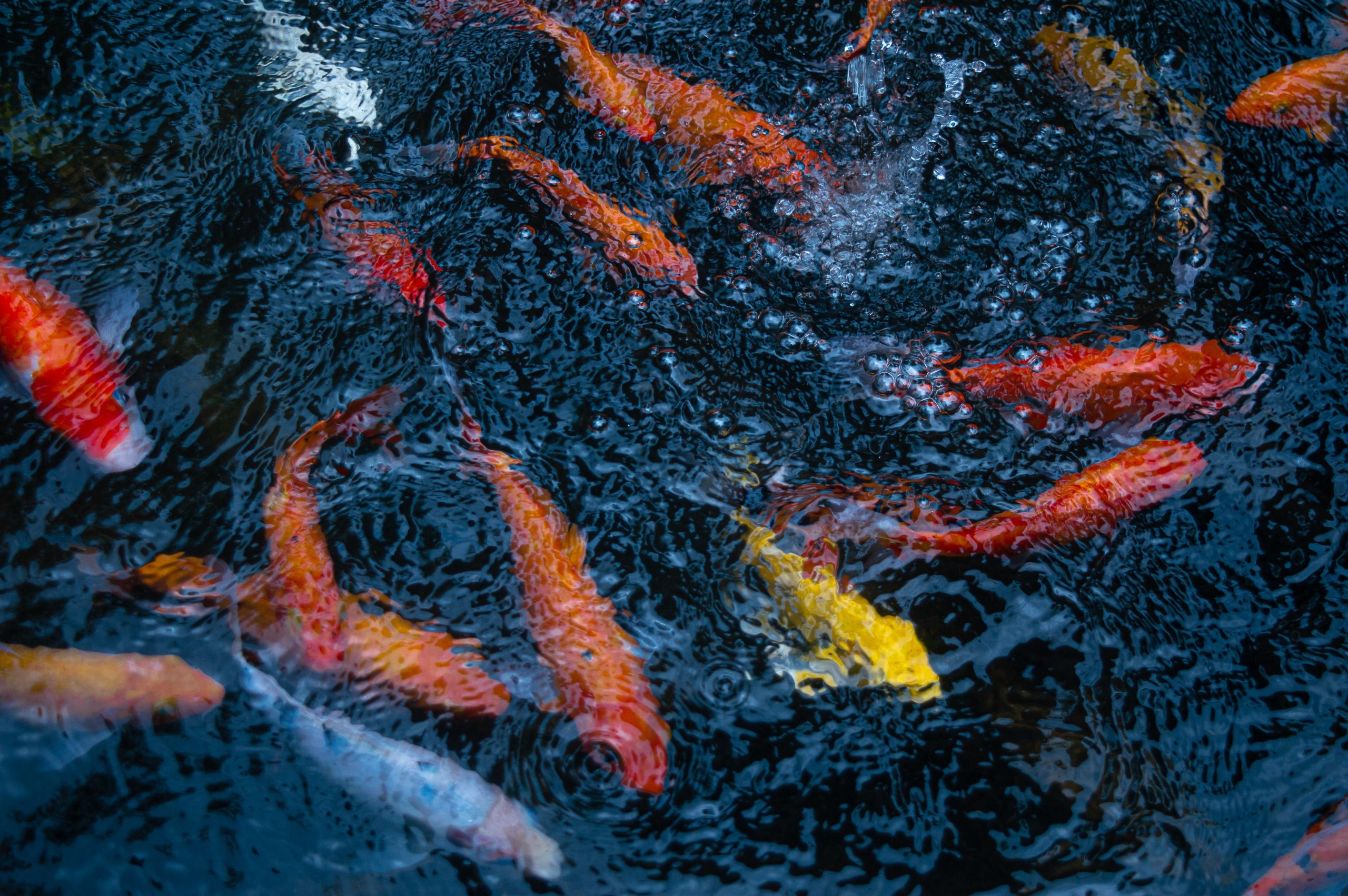 Koi Fish Pond