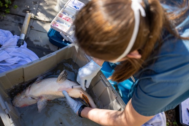 Koi Fish Vet