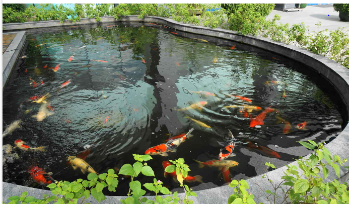 Koi Fish Pond