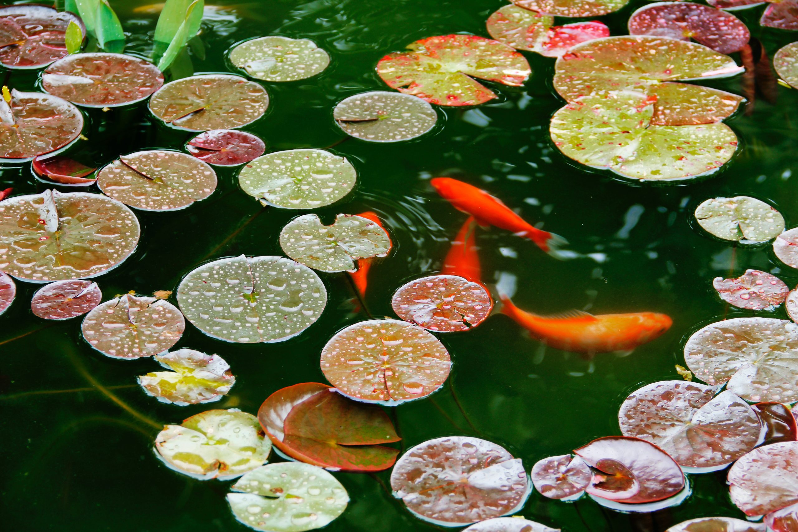 Koi Fish Pond