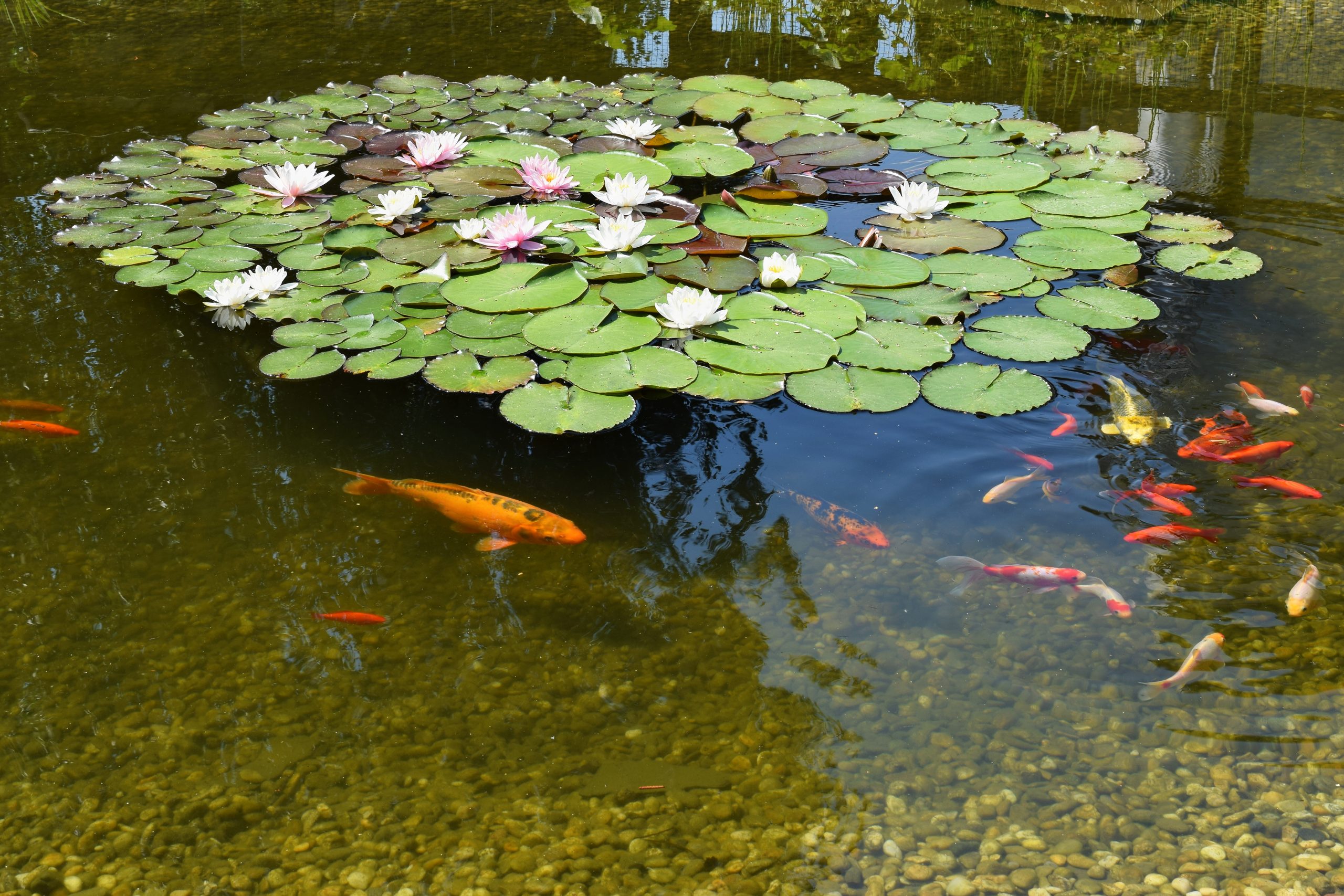 “Understanding Koi Communication: Body Language, Sounds, and Touch”<br />
