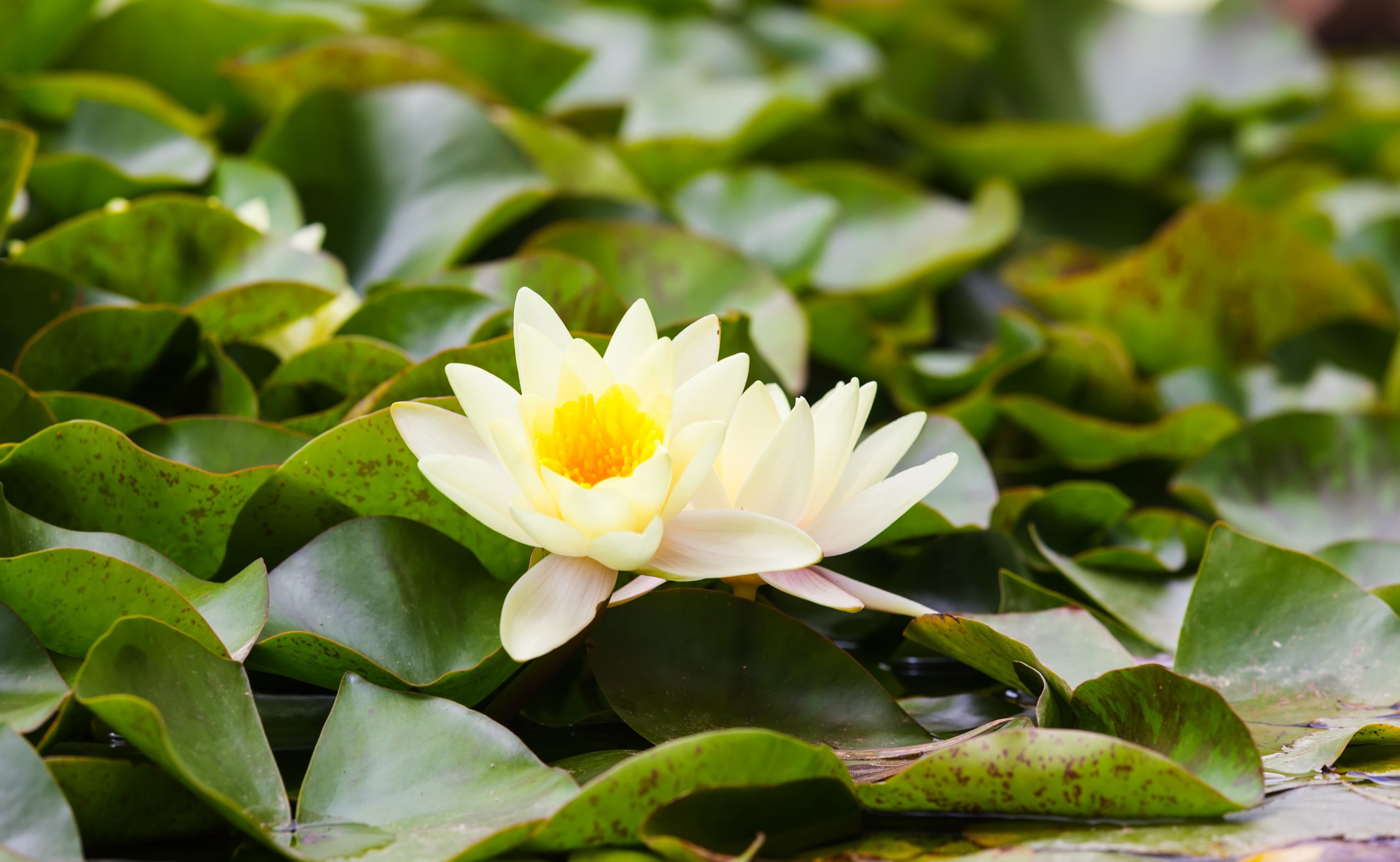 Wite Nymphaeaceae Wite Nymphaeaceae