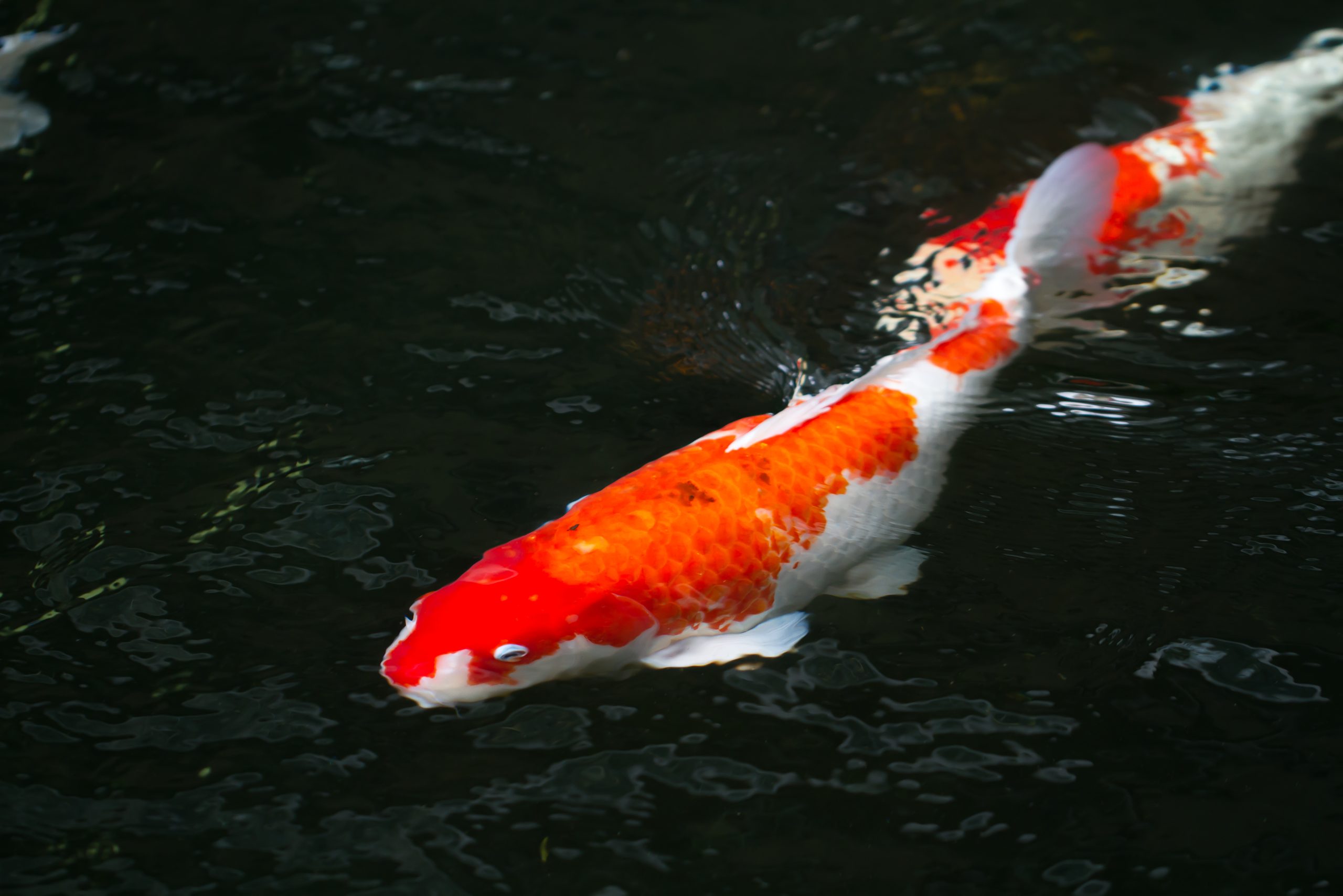 Koi Fish Pond